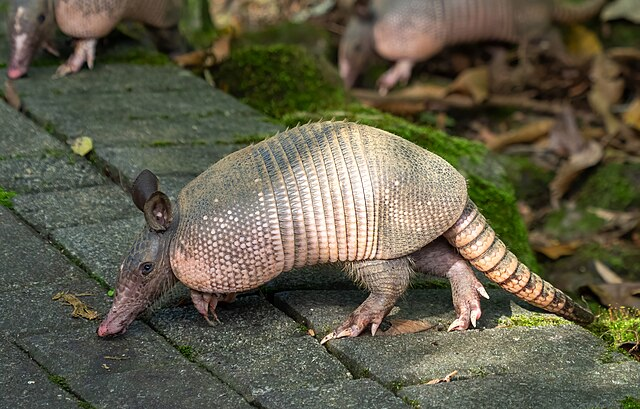 Black bears and rogue armadillos
